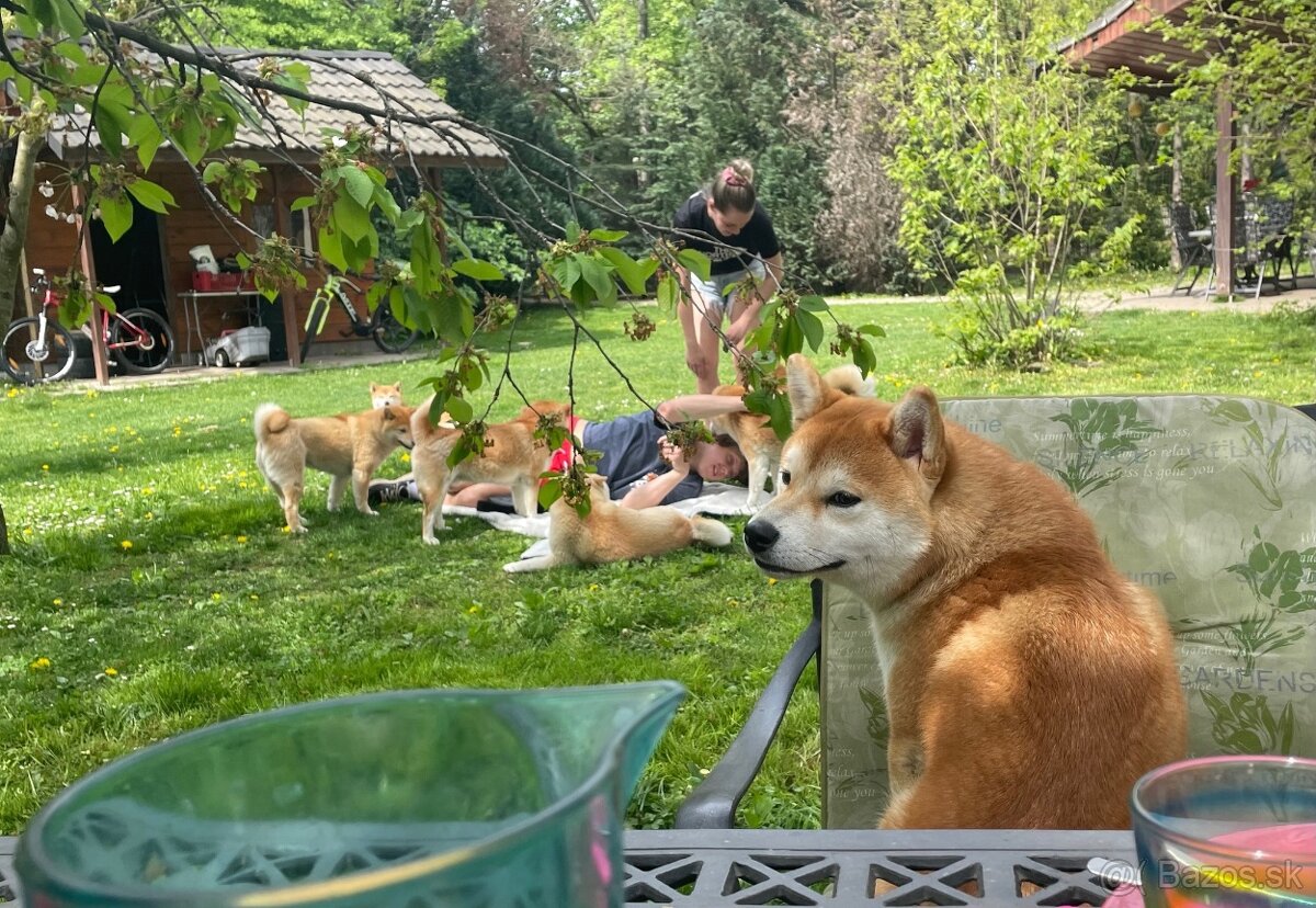 Shiba inu s PP /FCI / - 14