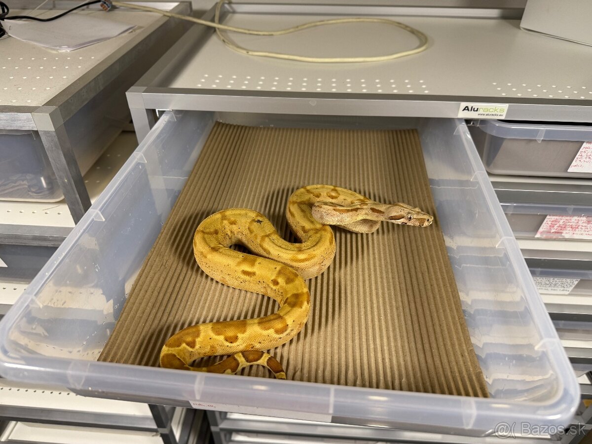 Boa Constrictor - Velhad kralovsky - 14