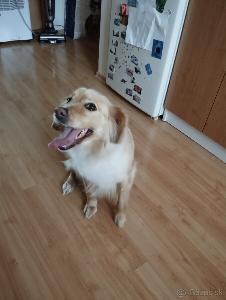 Ponúkam šteniatka - 14