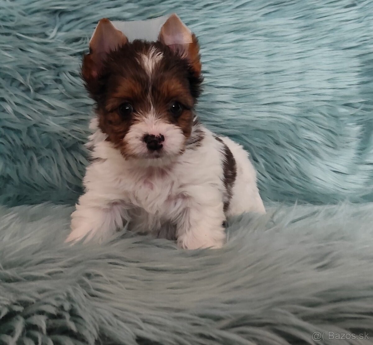 Yorkshire teriér, Biewer, Biro, Yorkshire teriér s PP - 14