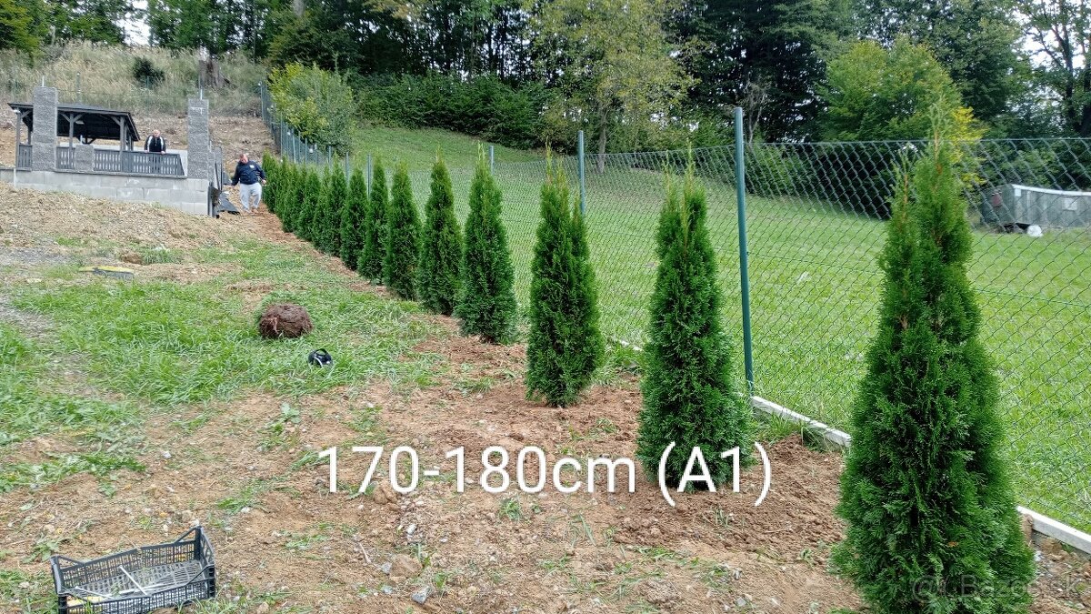 Tuja Smaragd, vavrínovec, červienka, gaštan - Námestovo - 14