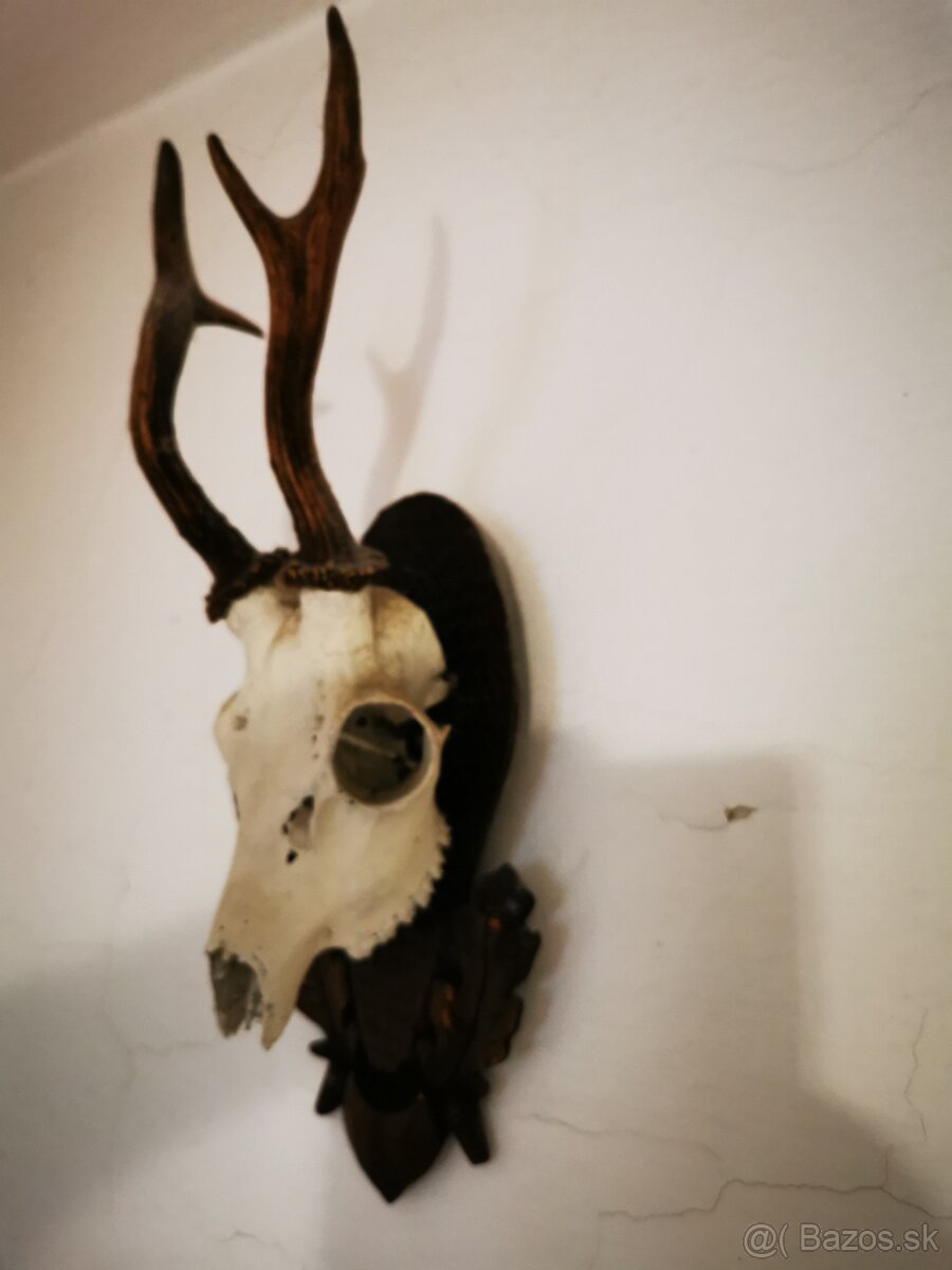 Srnec a iné trofeje - 14