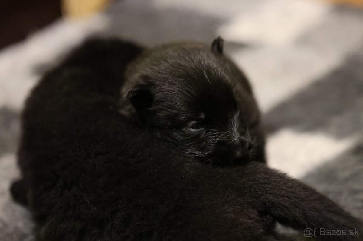 Nemecký ovčiak s PP - 14