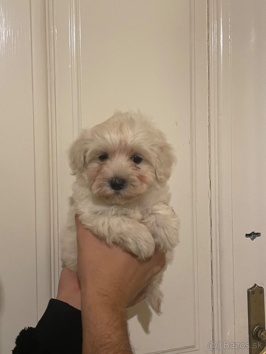 Maltipoo - 14