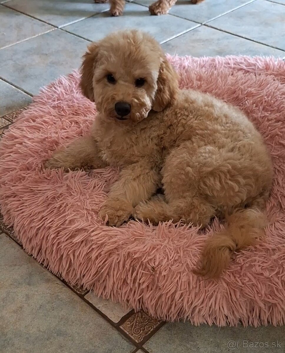 Pudlik pudel trpasličí,psík - 14