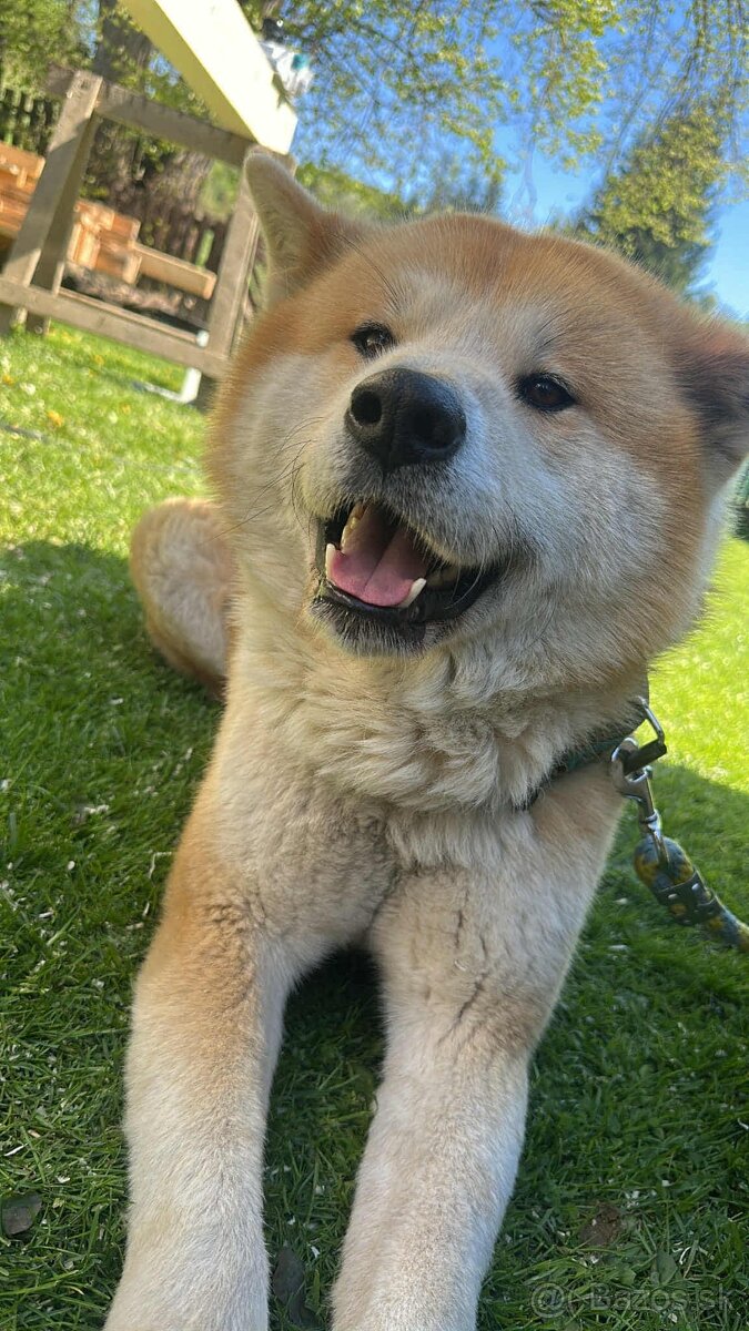 Akita inu šteniatka - 14