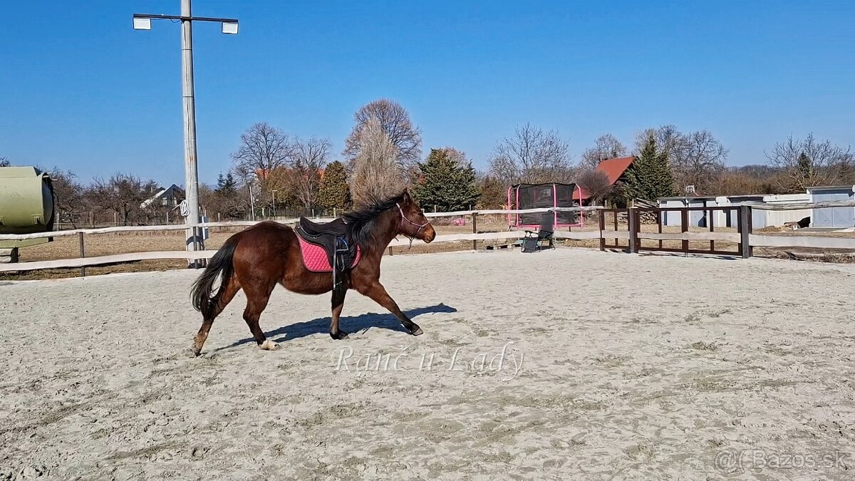Predám 3/4 qh kobylku - 14
