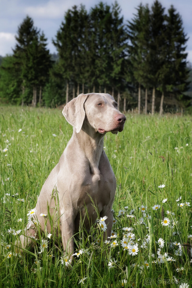 Weimarský krátkosrstý stavač - štěniatka s PP - 14