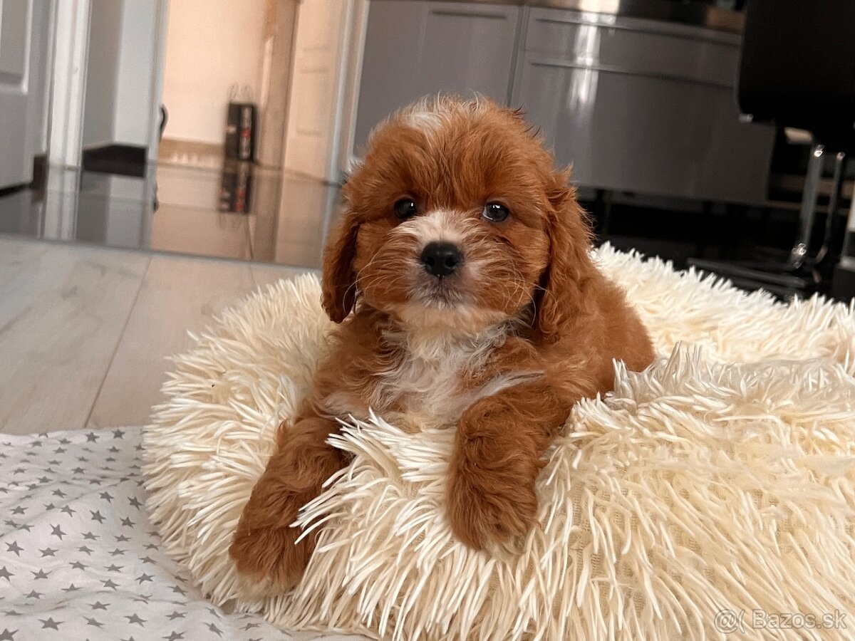 Roztomilé šteniatka Cavapoo - 14