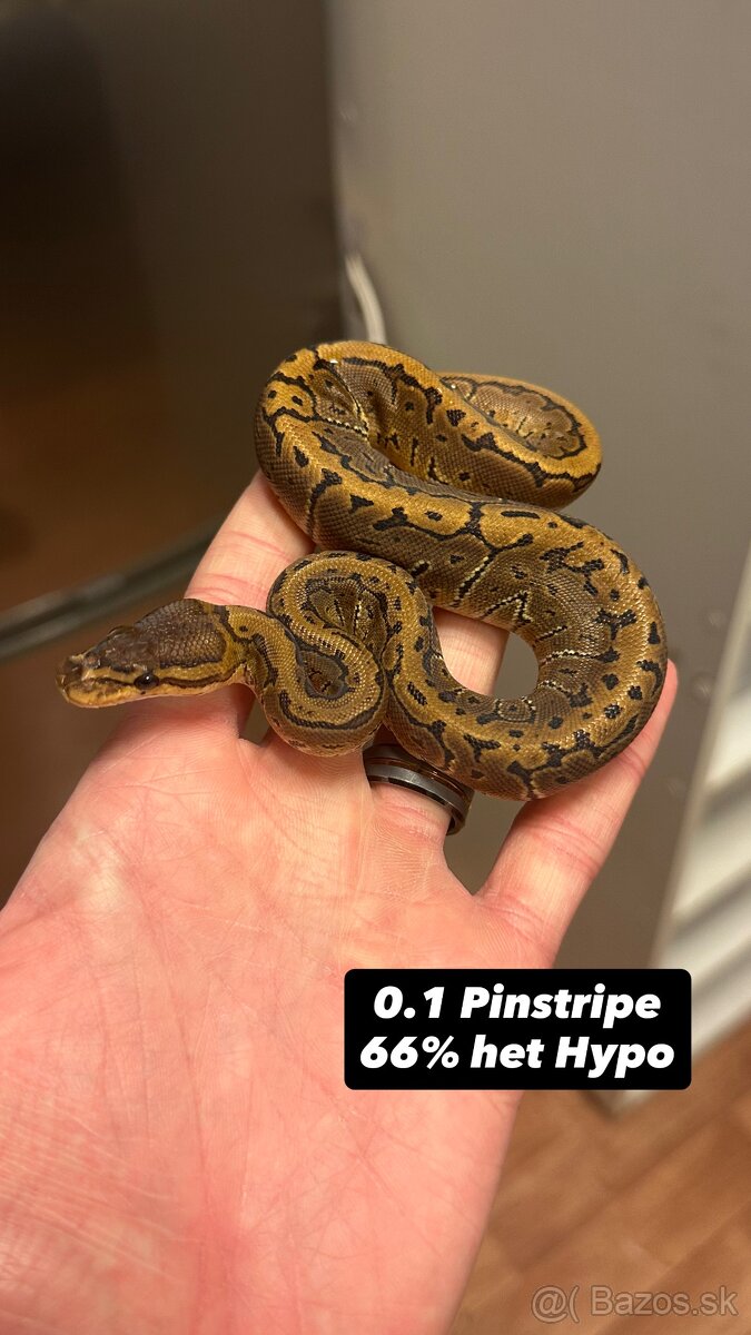 Pytóny Kráľovské - 14