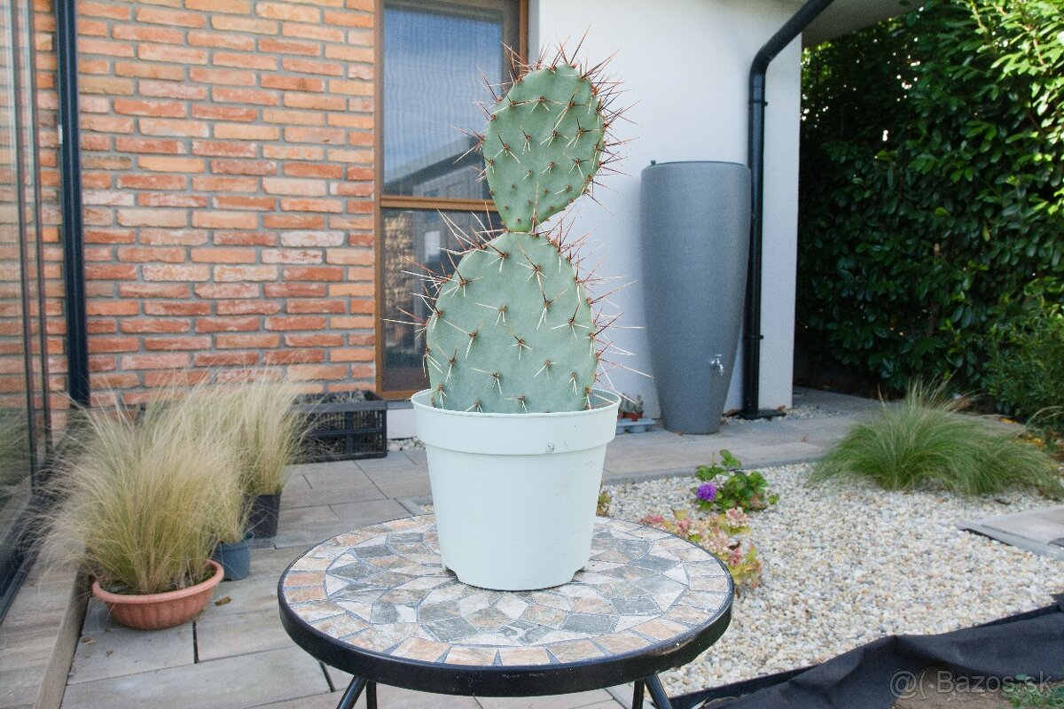 Predám kaktusy - 14