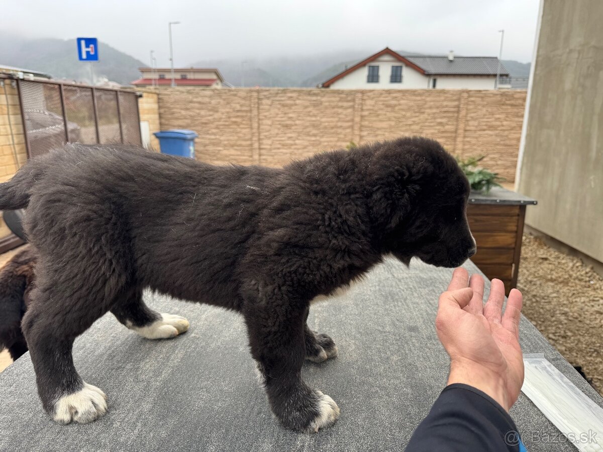 Stredoázijský ovčiak SAO - 14