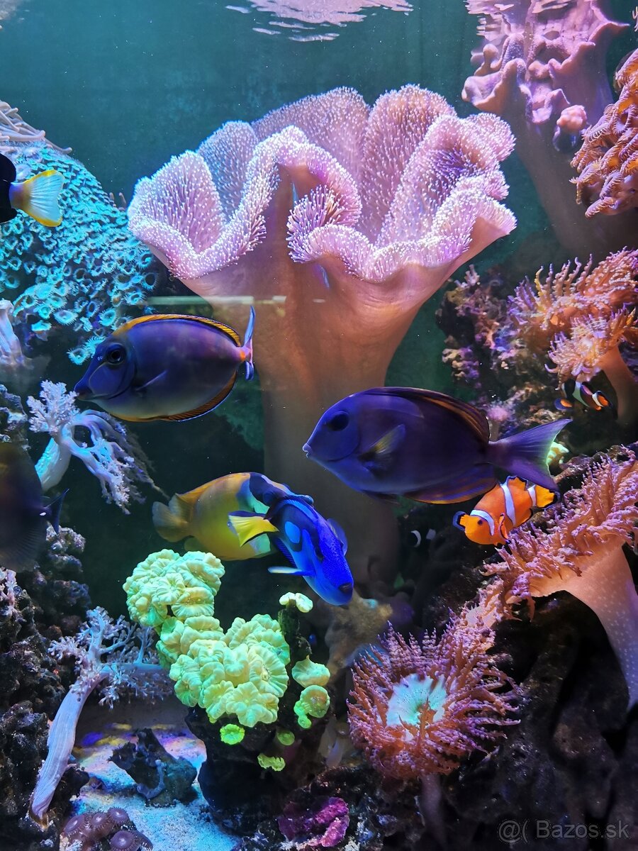 Morske akvarium - 14