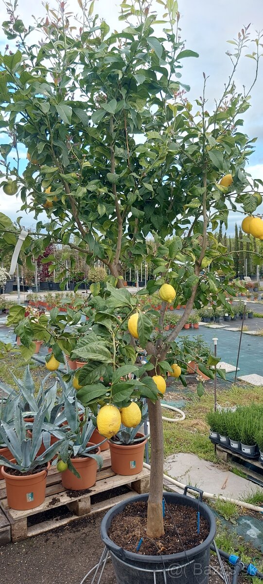 Palmy, cykasy,olivovníky - 14