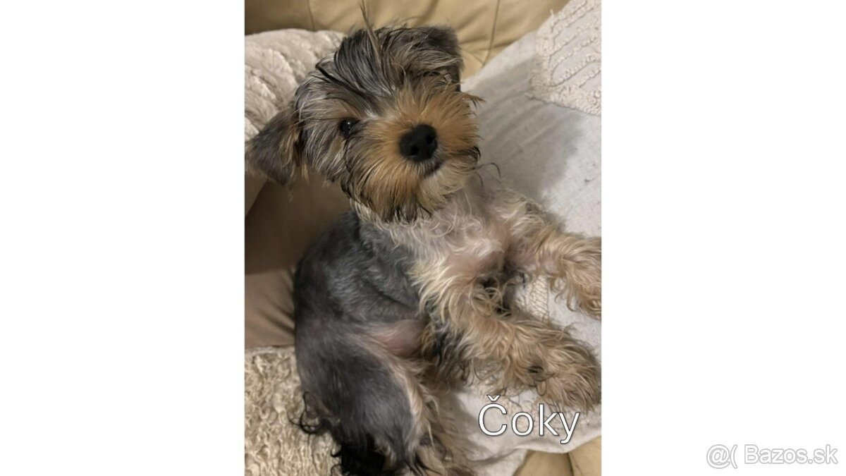 Baricsfarma ponúka na predaj yorkshirských teriérov - 14