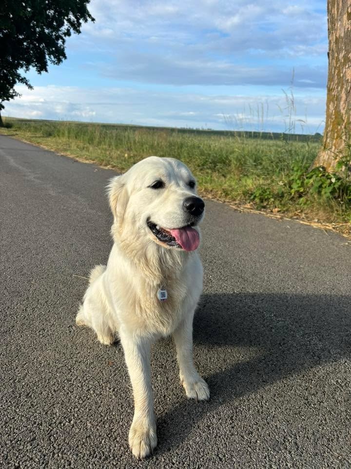 GOLDEN RETRIEVER - k rezervaci - 14