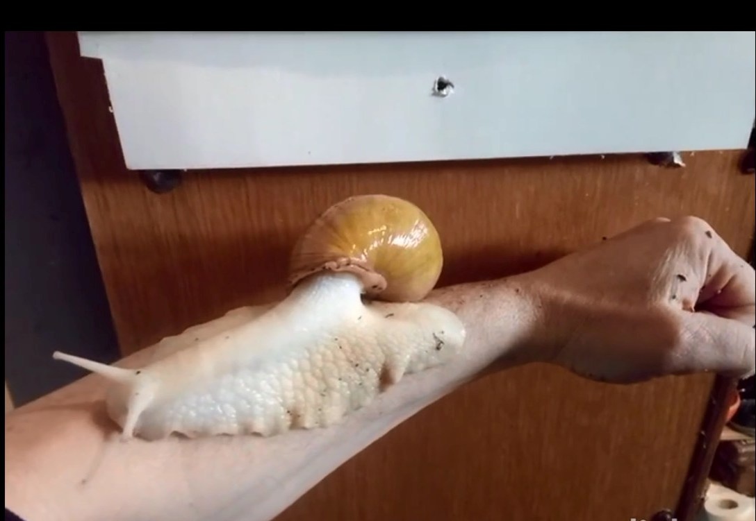 Africké slimáky - 14