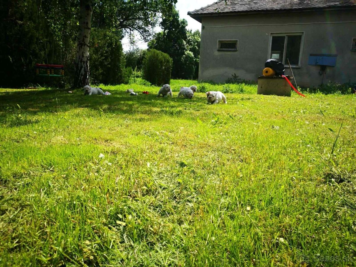 Dom s pozemkom 1570 m2, Štefanovičová, Nitra - 14