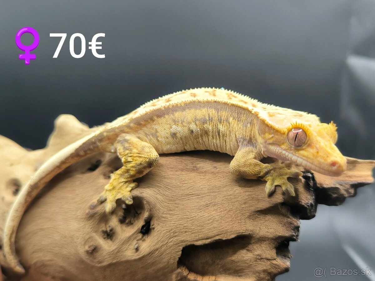 PAGEKON RIASNATY - 14