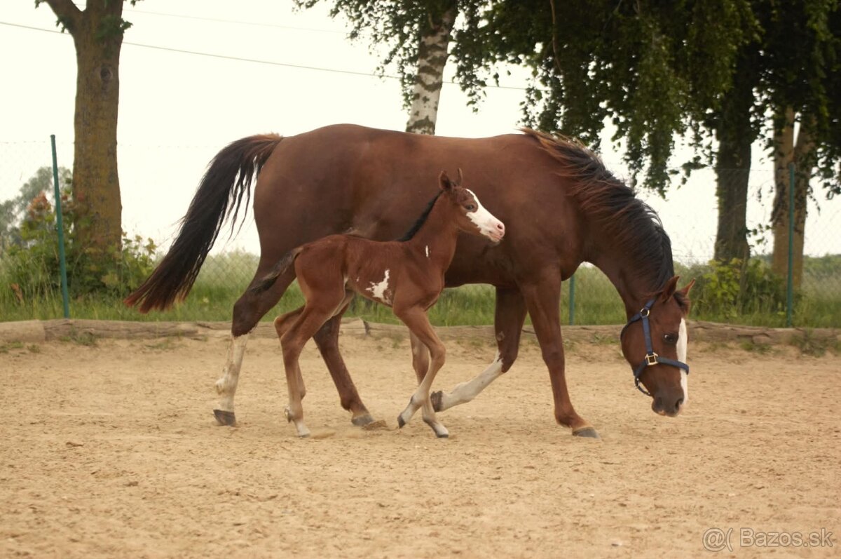 Pripúšťanie Paint Horse - 14