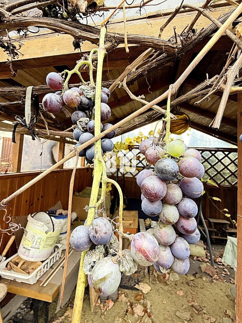 ZACHOVALÁ DREVENICA na predaj - 14