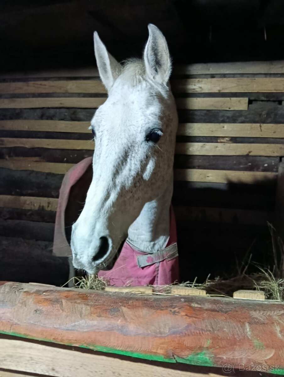 Predám 14 ročnú kobylku shagia arab - 14