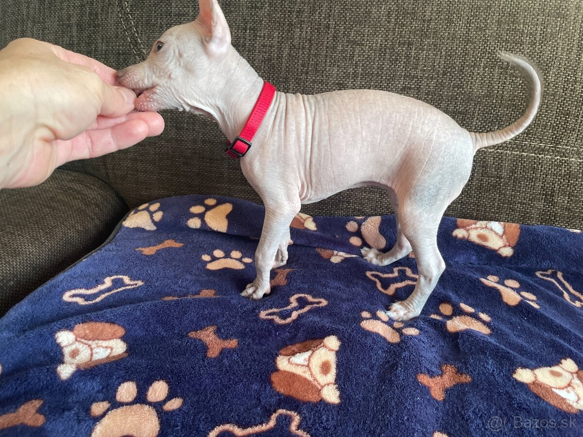 Peruánsky naháč malý - 14