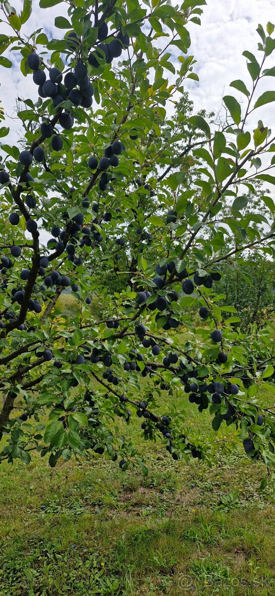 TRADIČNÝ SLIVKOVÝ LEKVÁR 100% Z BYSTRICKÝCH SLIVIEK - 14