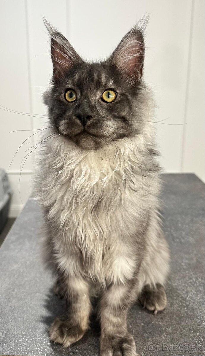 Maine coon, mainská mývalia s PP - kocúrik - 14