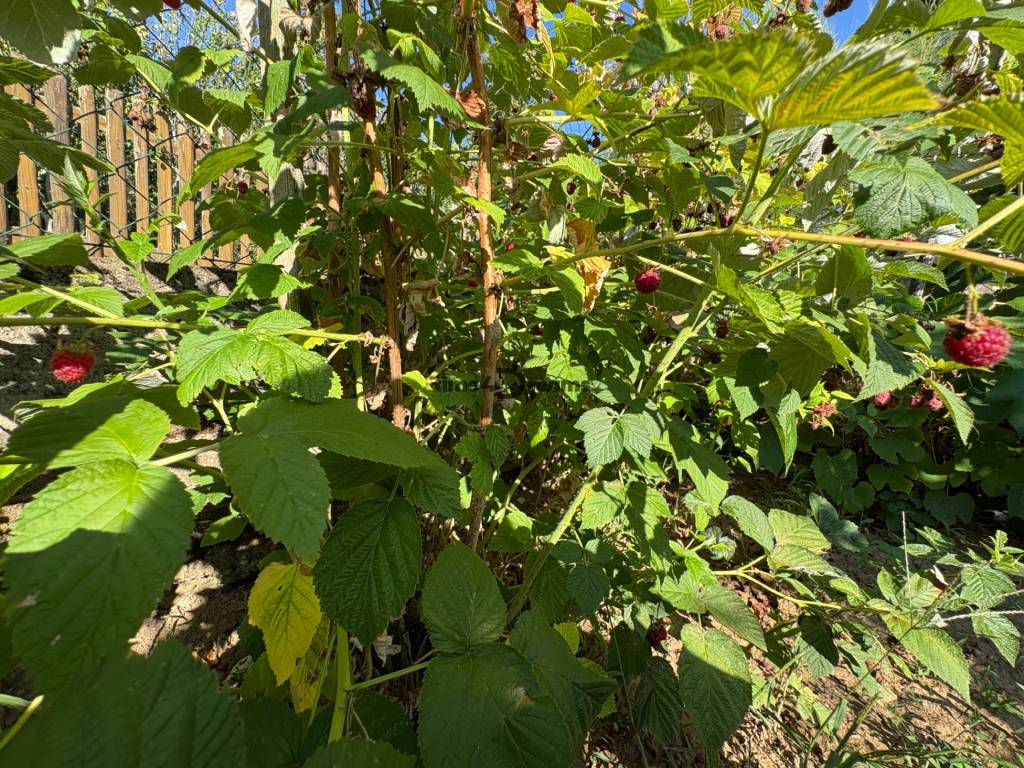 Na predaj: Ovocná záhrada v Leviciach - 14