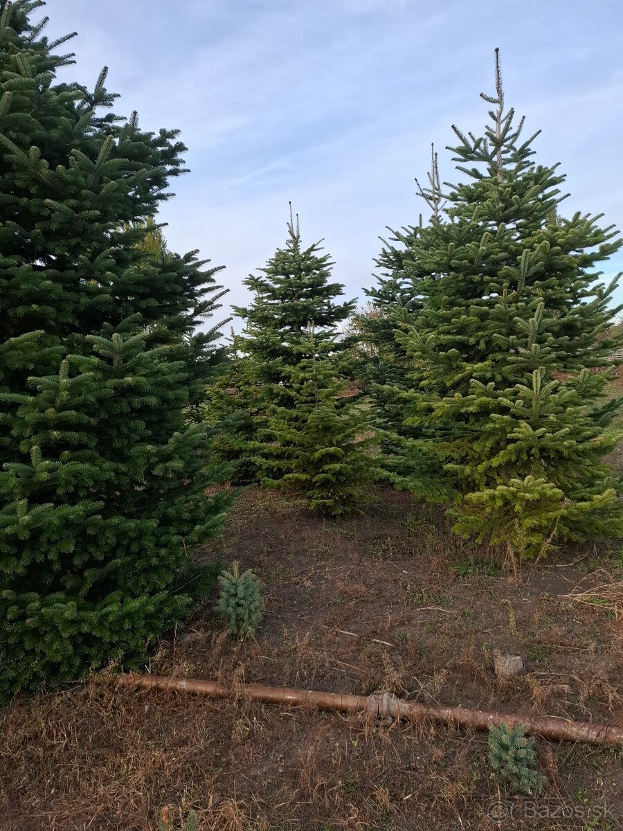 Vianočne stromčeky - 14