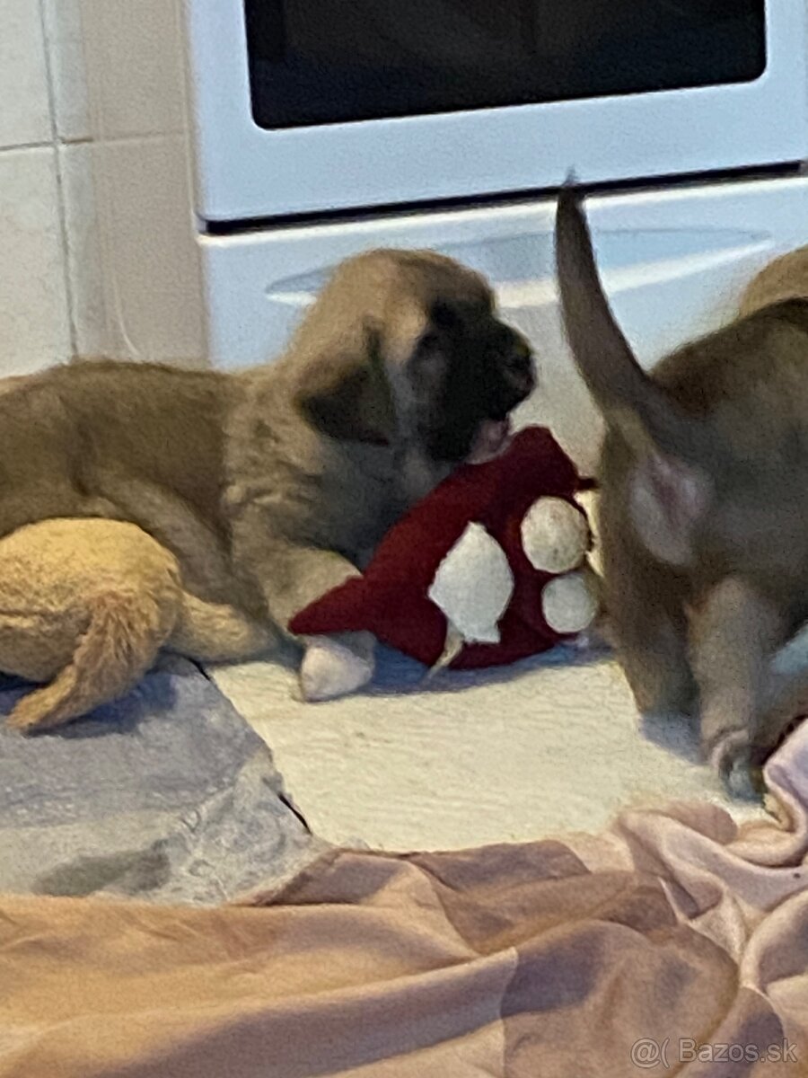 Španělský mastin štěňátka k odběru od 20.1. - 14