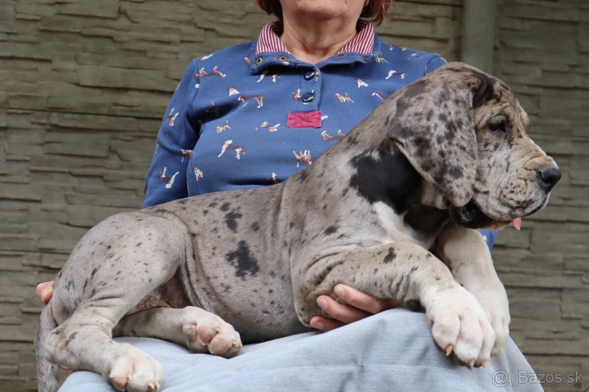 Nemecká doga s PP FCI Harle Černá Merle po šampiónoch - 14