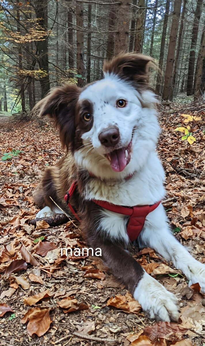 Border kólia, hnedá - 14