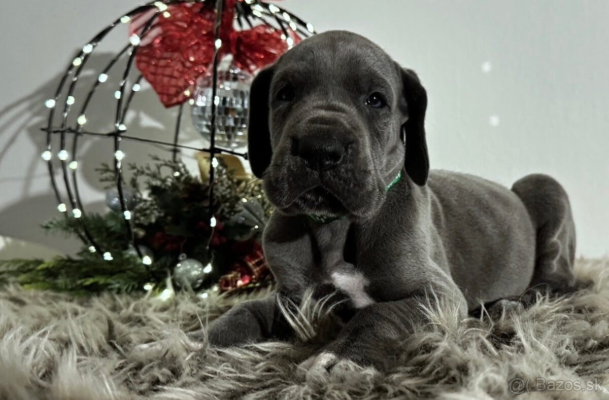 Německá doga modrá s PP - 1 měsíc - 14