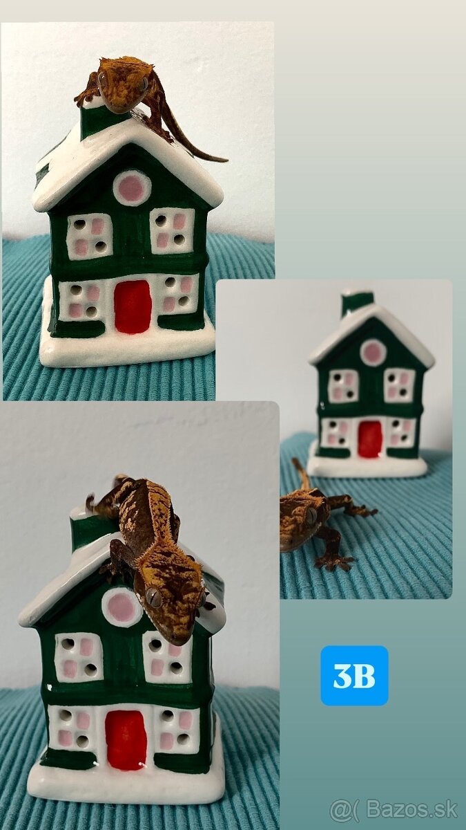 Pagekon riasnaty - 14