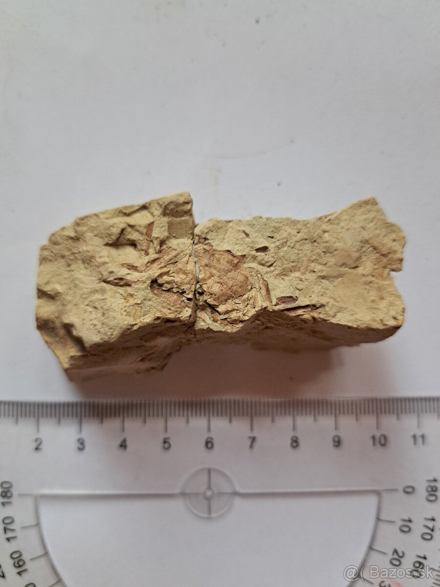 Zbierka fosílií - 14