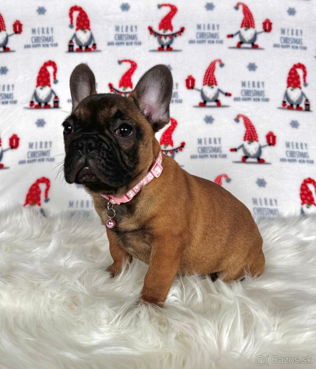 Francúzsky buldoček s PP - sučka BAMBI 🌸 - 14