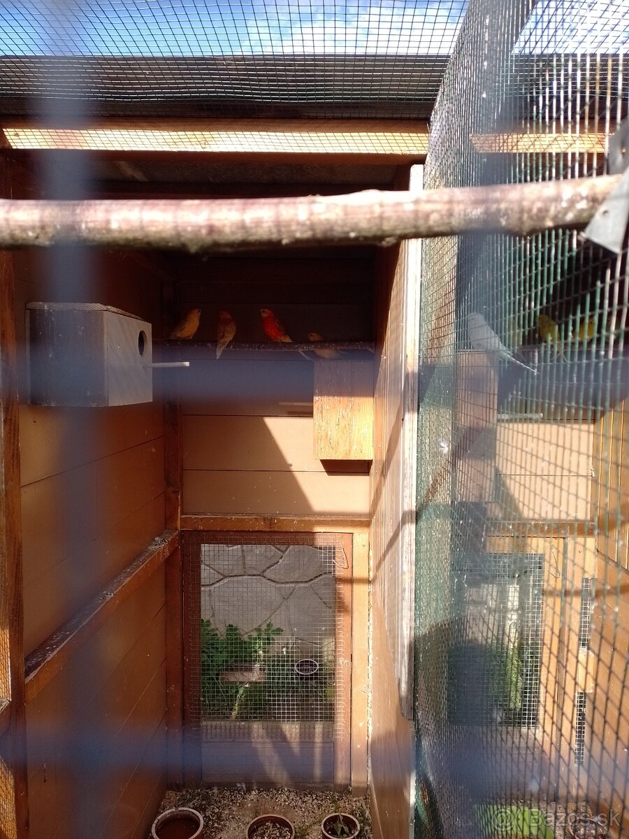 Papagáj spevavy - 14