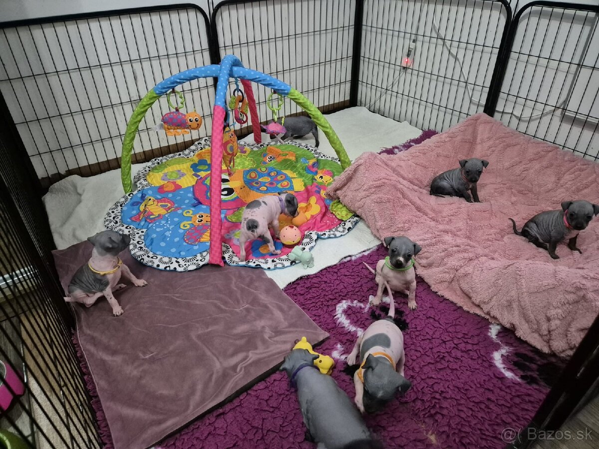 Americký bezsrstý teriér - 14