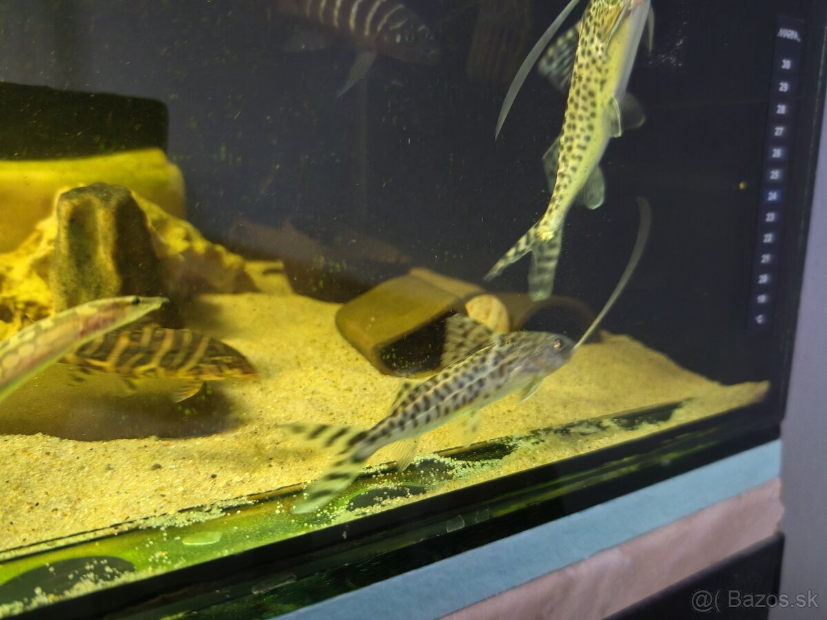 Predám akvarijné rybičky - 14