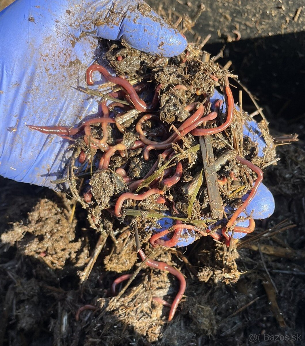 Kalifornské a Hnojné Dážďovky - 14
