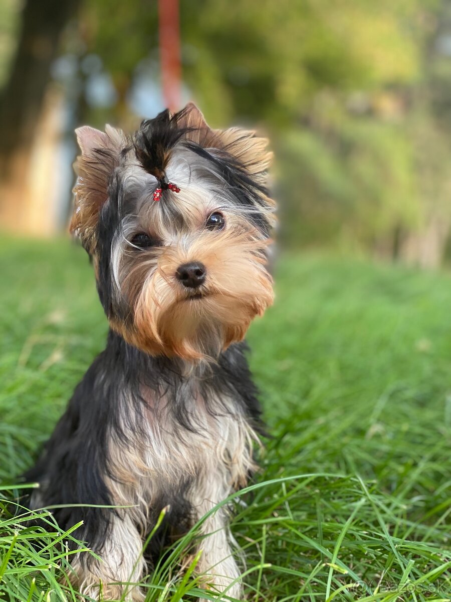 York, Yorkshire, Yorkshirsky terier, mini yorkshire - 14