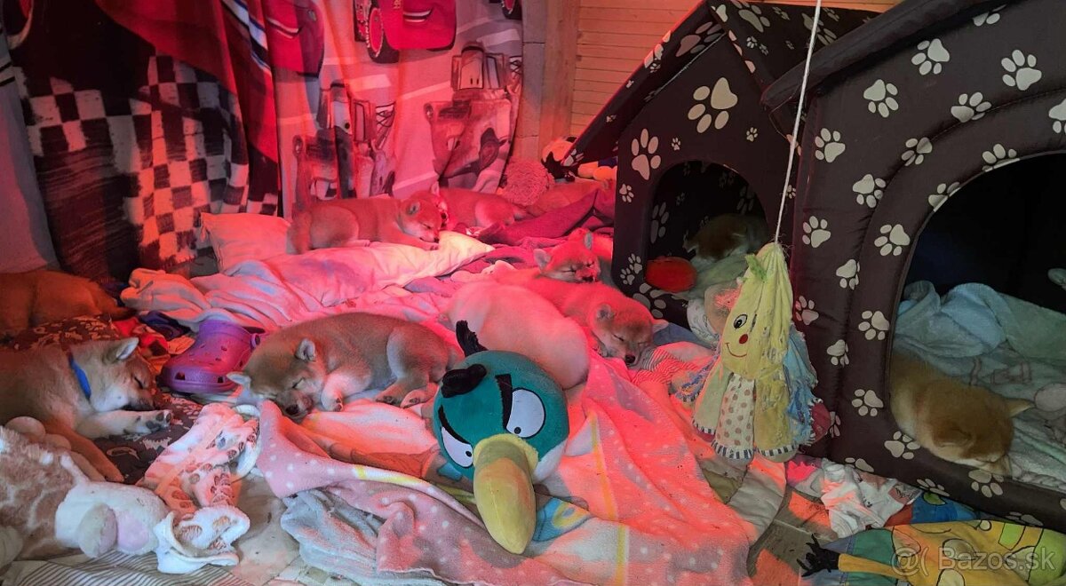 Shiba inu s PP /FCI / - 14