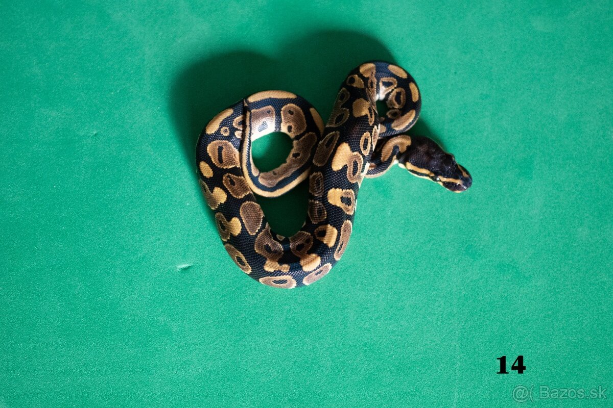 Pytón kráľovský/ Python regius - 14