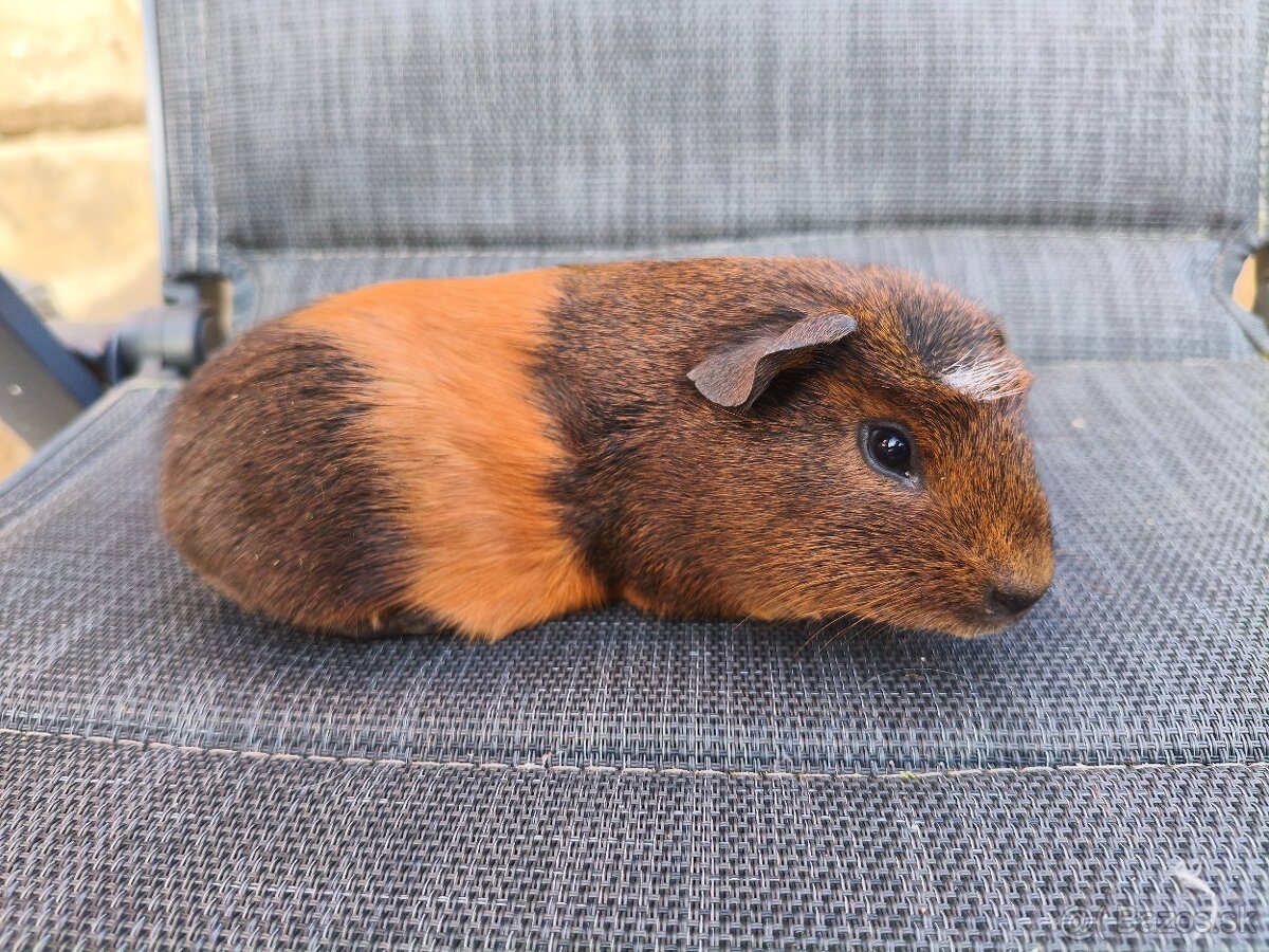 Cuy morčata - 14
