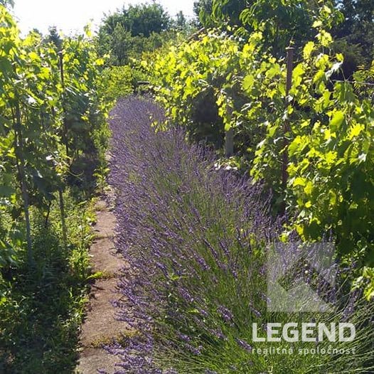 Krásna záhrada s malou murovanou chatkou v Kolárove, Čergov - 14