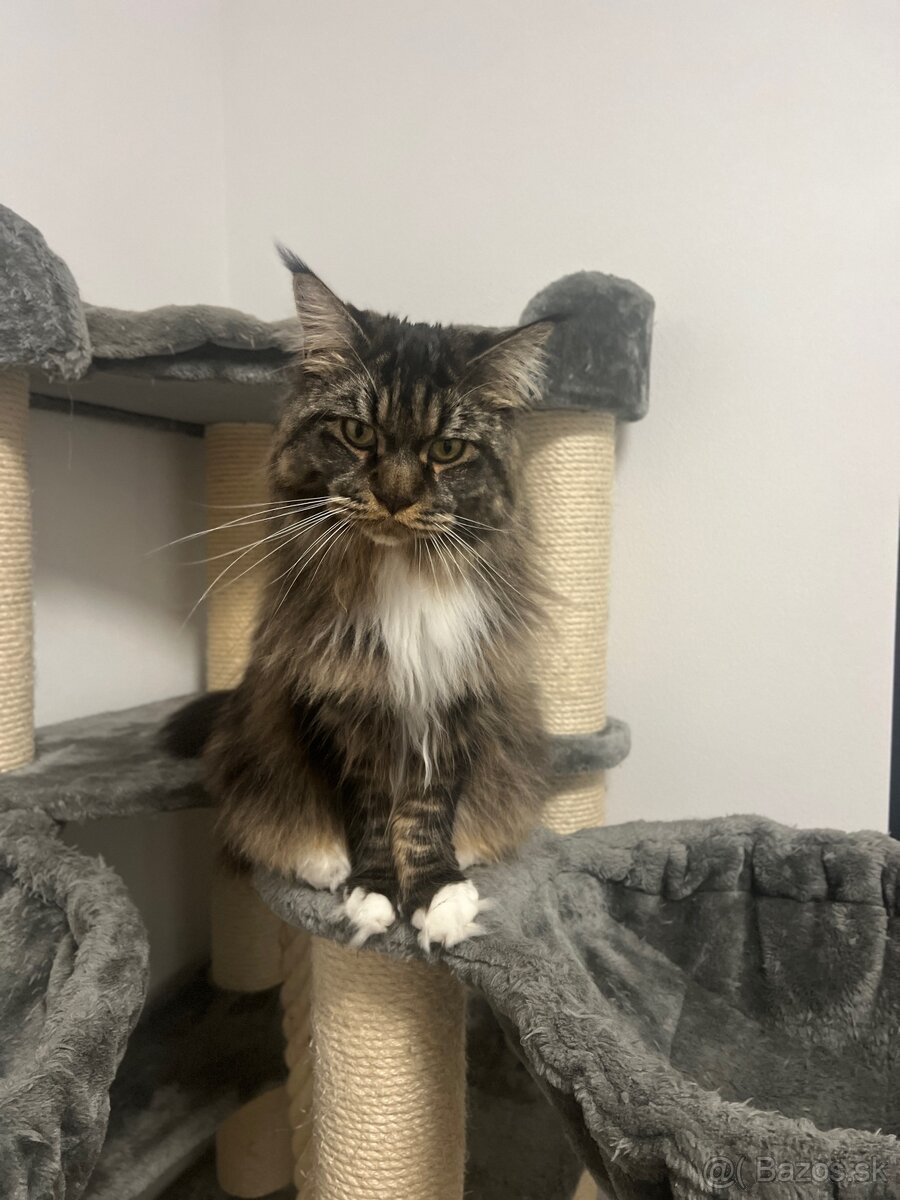 Mainska myvalia mačka main coon - 14