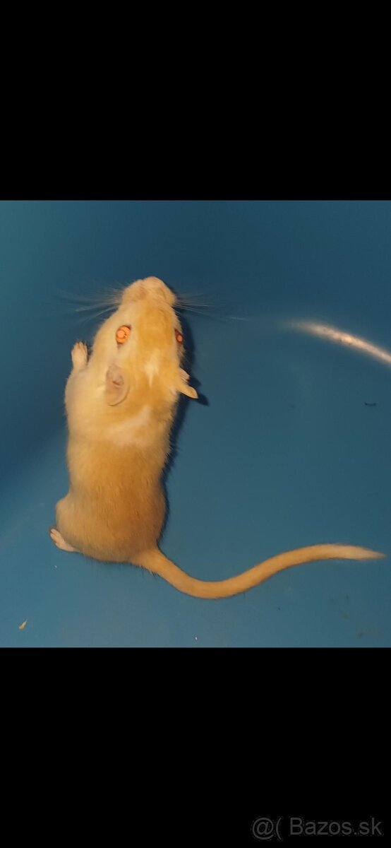 Predám pieskomilov + celé príslušenstvo - 14