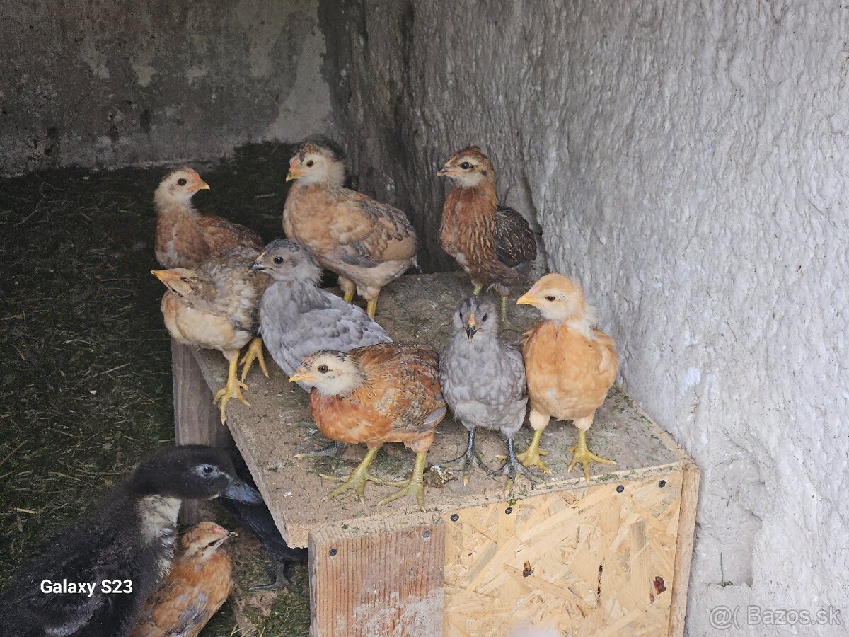 Predám nasadové vajíčka araucana - 14